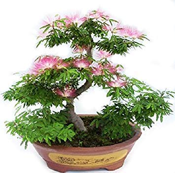 CUSHY Albizia Julibrissin Bonsai Seeds - Rare Persian rosa Blüten-Blumen - Seidenbaum Mimosa - 20 Samen von CUSHY