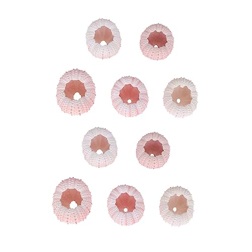 CVUTOVO 10 Stück Pflanzer aus Natürlichem Seeigelmaterial für Luftpflanzen Dekorative Tischdekoration für Strand Themen und DIY Kunsthandwerk Zufällige Farbe Zufällige Farbe von CVUTOVO