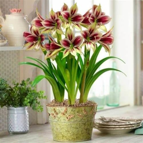 Amaryllis Rhizome/pflegeleicht/Trockenheitsresistent und kälteresistent///-【CXXFGFT】-1 Rhizome-D Amaryllis Rhizome/pflegeleicht/Trockenheitsresistent und kälteresistent///-【CXXFGFT】-1 Rhizome-D von CXXFGFT