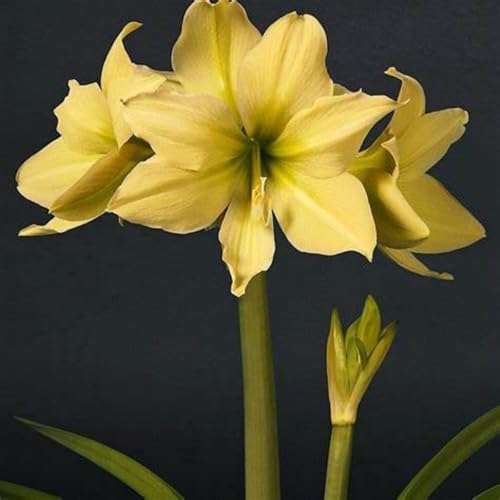 Amaryllis Rhizome/pflegeleicht/Trockenheitsresistent und kälteresistent/【CXXFGFT】-4 Rhizome-D von CXXFGFT