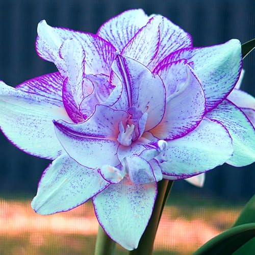 Amaryllis - Wurzel/einzigartige Schönheit/kälte- und trockenheitsresistent/mehrjährig/pflegeleicht / (CXXFGFT)-4 zwiebeln-A von CXXFGFT