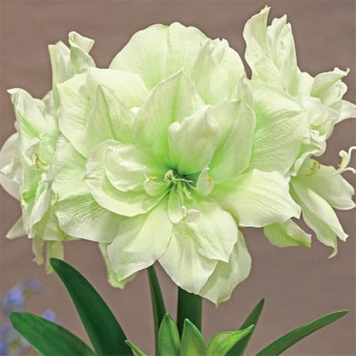 Amaryllis - Wurzel/einzigartige Schönheit/mehrjährig/pflegeleicht/kälte- und trockenheitsresistent / (CXXFGFT)-1 zwiebeln-B von CXXFGFT