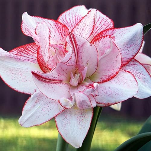 Amaryllis - Wurzel/einzigartige Schönheit/mehrjährig/pflegeleicht/kälte- und trockenheitsresistent / (CXXFGFT)-3 zwiebeln-A von CXXFGFT