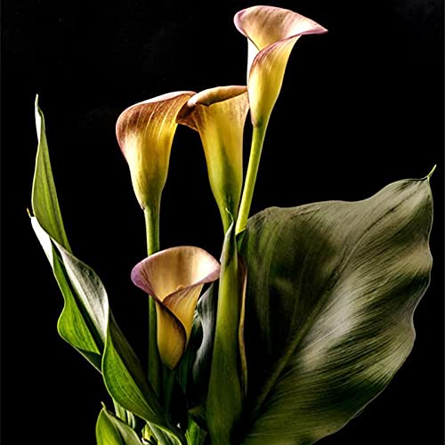 CXXFGFT/Calla-Zwiebeln/Fleißige, mehrjährige Pflanze/Geeignet zum Anpflanzen im Innen- und Außenbereich des Gartens/Schöne Schnittblume/Calla-Pflanzen-10 zwiebeln-B CXXFGFT/Calla-Zwiebeln/Fleißige, mehrjährige Pflanze/Geeignet zum Anpflanzen im Innen- und Außenbereich des Gartens/Schöne Schnittblume/Calla-Pflanzen-10 zwiebeln-B von CXXFGFT