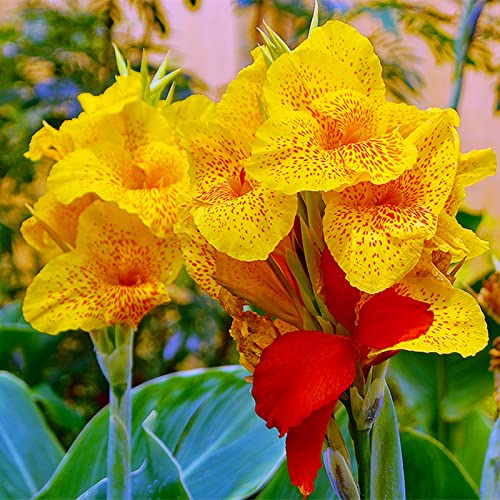 CXXFGFT/Canna-Zwiebeln/Kältebeständige mehrjährige Pflanze/Geeignet zum Pflanzen im Innen- und Außenbereich/Schöne Schnittblumen/Canna-Rhizome-2 zwiebeln-B CXXFGFT/Canna-Zwiebeln/Kältebeständige mehrjährige Pflanze/Geeignet zum Pflanzen im Innen- und Außenbereich/Schöne Schnittblumen/Canna-Rhizome-2 zwiebeln-B von CXXFGFT