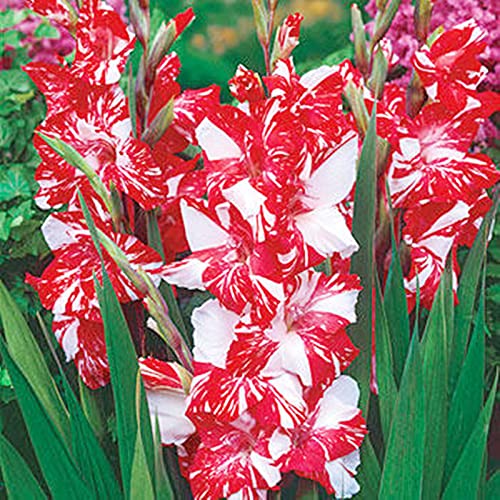 CXXFGFT/Gladiolenzwiebeln/Winterharte Stauden/Geeignet für die Pflanzung im und außerhalb des Gartens/Schöne Schnittblumen/Gladiolenpflanzen-15 zwiebeln-C CXXFGFT/Gladiolenzwiebeln/Winterharte Stauden/Geeignet für die Pflanzung im und außerhalb des Gartens/Schöne Schnittblumen/Gladiolenpflanzen-15 zwiebeln-C von CXXFGFT