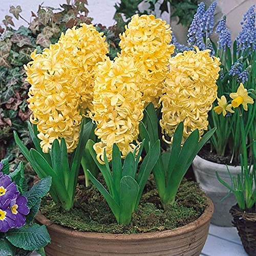 CXXFGFT/Hyazinthenzwiebeln/Winterharte Staude/Geeignet zum Pflanzen im und um den Garten/Schöne Schnittblumen/Hyazinthenpflanzen-4 zwiebeln-E CXXFGFT/Hyazinthenzwiebeln/Winterharte Staude/Geeignet zum Pflanzen im und um den Garten/Schöne Schnittblumen/Hyazinthenpflanzen-4 zwiebeln-E von CXXFGFT