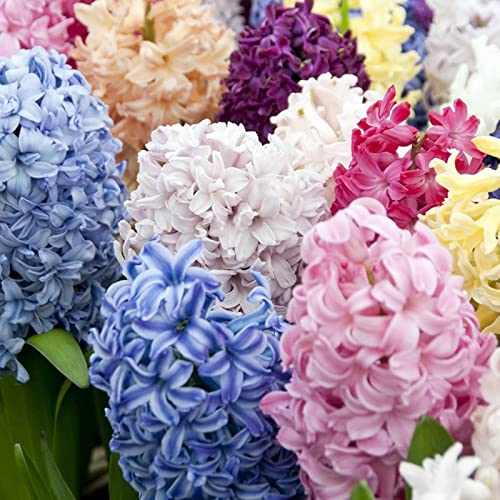 CXXFGFT/Hyazinthenzwiebeln/Winterharte Staude/Geeignet zum Pflanzen im und um den Garten/Schöne Schnittblumen/Hyazinthenpflanzen-8 zwiebeln-B CXXFGFT/Hyazinthenzwiebeln/Winterharte Staude/Geeignet zum Pflanzen im und um den Garten/Schöne Schnittblumen/Hyazinthenpflanzen-8 zwiebeln-B von CXXFGFT