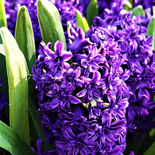 CXXFGFT/Hyazinthenzwiebeln/Winterharte Staude/Hyazinthenpflanzen/Geeignet zum Pflanzen im und um den Garten/Schöne Schnittblumen-4 zwiebeln-D CXXFGFT/Hyazinthenzwiebeln/Winterharte Staude/Hyazinthenpflanzen/Geeignet zum Pflanzen im und um den Garten/Schöne Schnittblumen-4 zwiebeln-D von CXXFGFT