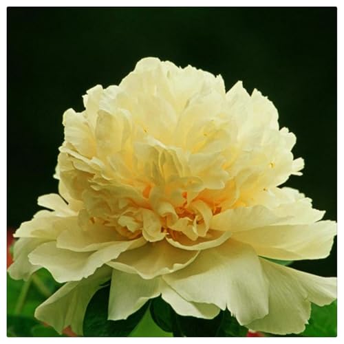 CXXFGFT/Pfingstrosen-Rhizome/Winterharte Stauden/Pfingstrosenzwiebeln/Geeignet zum Pflanzen im Garten oder im Freien/Schöne Schnittblumen-10 zwiebeln-B von CXXFGFT