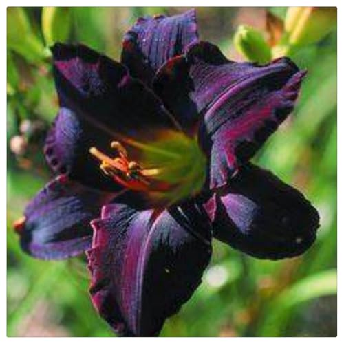 CXXFGFT/Taglilienzwiebeln/Winterharte Staude/Geeignet für Innen- und Außengärten/Schöne Schnittblumen/Taglilienpflanzen-5 zwiebeln-C CXXFGFT/Taglilienzwiebeln/Winterharte Staude/Geeignet für Innen- und Außengärten/Schöne Schnittblumen/Taglilienpflanzen-5 zwiebeln-C von CXXFGFT