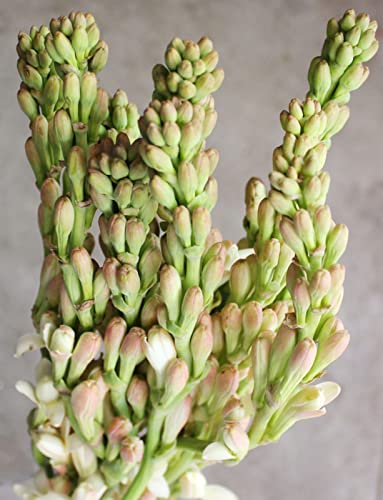 CXXFGFT/Tuberosezwiebeln/Kältebeständige Staude/Tuberosepflanzen/Geeignet zum Pflanzen im und um den Garten/Schöne Schnittblumen-15 zwiebeln-E CXXFGFT/Tuberosezwiebeln/Kältebeständige Staude/Tuberosepflanzen/Geeignet zum Pflanzen im und um den Garten/Schöne Schnittblumen-15 zwiebeln-E von CXXFGFT
