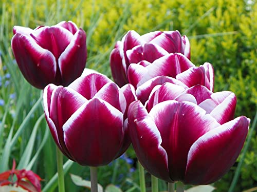 CXXFGFT/Tulpenzwiebeln/Winterharte Stauden/Tulpenpflanzen/Geeignet zum Pflanzen im Garten oder im Freien/Schöne Schnittblumen-10 zwiebeln-E CXXFGFT/Tulpenzwiebeln/Winterharte Stauden/Tulpenpflanzen/Geeignet zum Pflanzen im Garten oder im Freien/Schöne Schnittblumen-10 zwiebeln-E von CXXFGFT