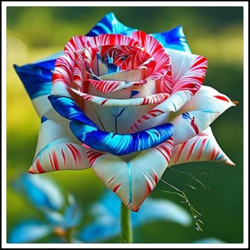 【CXXFGFT】-Rosenzwiebeln - Winterharte Stauden- Rosenwurzeln-Rosenkletterpflanzen- Hochzeitsblumen -1 Rhizome-B von CXXFGFT