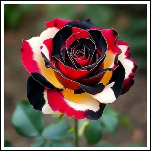 【CXXFGFT】-Rosenzwiebeln - Winterharte Stauden- Rosenwurzeln-Rosenkletterpflanzen- Hochzeitsblumen -4 Rhizome-H von CXXFGFT