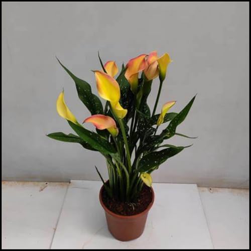 Calla Lilien Rhizome/Trockenheitsresistent und kälteresistent/pflegeleicht/-10 Rhizome-D von CXXFGFT