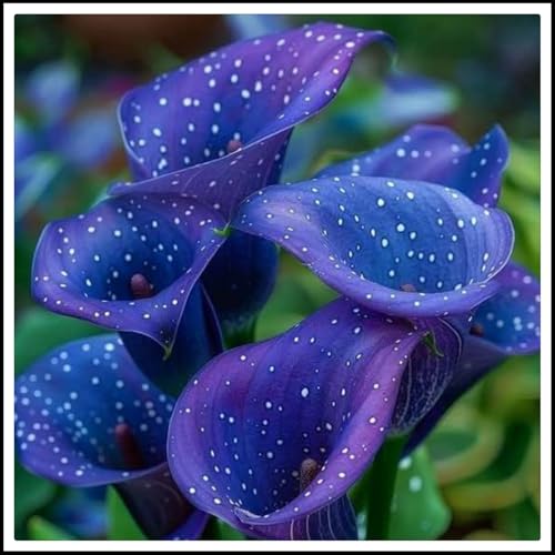 Calla Lilien Rhizome/pflegeleicht/Trockenheitsresistent und kälteresistent/【CXXFGFT】-2 Rhizome-E Calla Lilien Rhizome/pflegeleicht/Trockenheitsresistent und kälteresistent/【CXXFGFT】-2 Rhizome-E von CXXFGFT