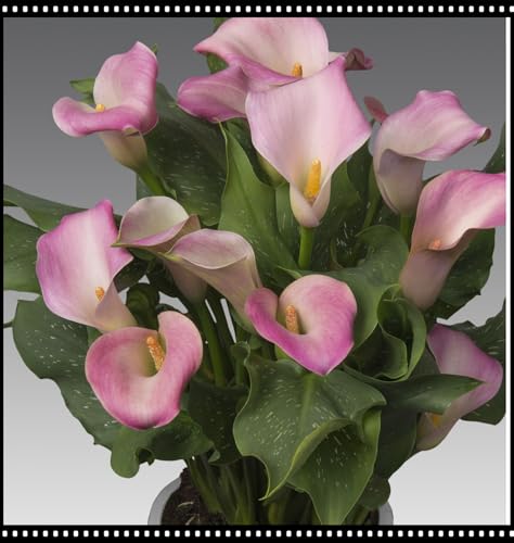 Calla Lilien Rhizome/pflegeleicht/Trockenheitsresistent und kälteresistent/【CXXFGFT】-6 Rhizome-D von CXXFGFT