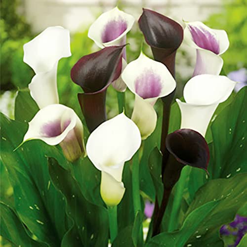 Calla-Lilienwurzeln/Einzigartige Schönheit/Mehrjährig/Pflegeleicht/Kälte- und trockenheitsresistent/(CXXFGFT)-10 zwiebeln-C von CXXFGFT