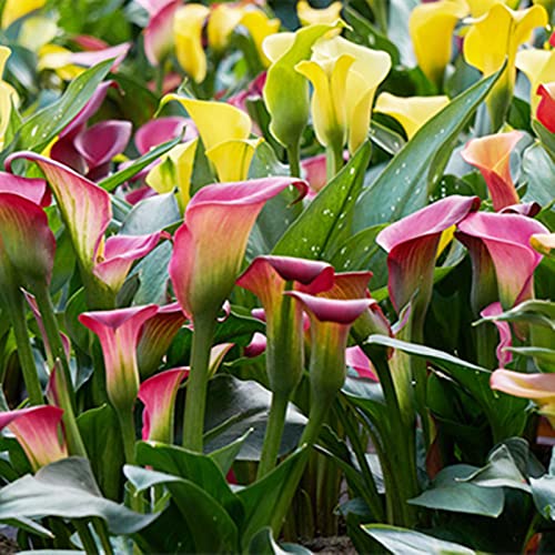 Calla-Lilienwurzeln/Einzigartige Schönheit/Mehrjährig/Pflegeleicht/Kälte- und trockenheitsresistent/(CXXFGFT)-2 zwiebeln-A von CXXFGFT