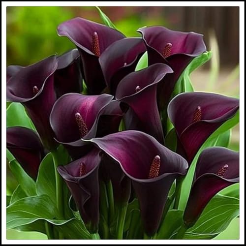 Calla-Lilienwurzeln/Mehrjährig/Pflegeleicht/Kälte- und trockenheitsresistent/Einzigartige Schönheit/(CXXFGFT)-10 zwiebeln-D von CXXFGFT