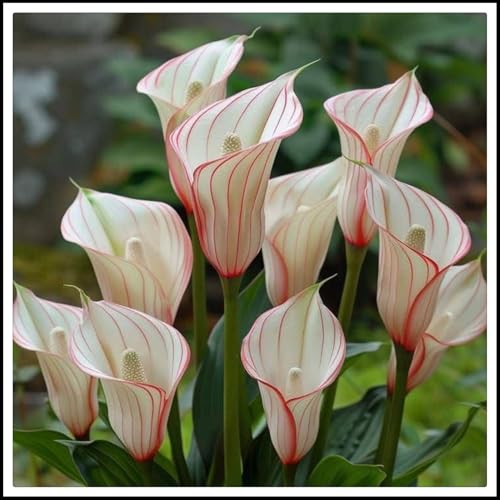 Calla-Lilienwurzeln/Mehrjährig/Pflegeleicht/Kälte- und trockenheitsresistent/Einzigartige Schönheit/(CXXFGFT)-6 zwiebeln-C von CXXFGFT