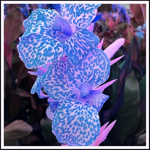 Canna Rhizome/Trockenheitsresistent und kälteresistent/pflegeleicht/-4 Rhizome-D von CXXFGFT