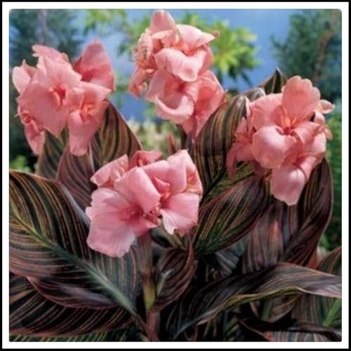 Canna Rhizome/pflegeleicht/Trockenheitsresistent und kälteresistent/【CXXFGFT】-5 Rhizome-C Canna Rhizome/pflegeleicht/Trockenheitsresistent und kälteresistent/【CXXFGFT】-5 Rhizome-C von CXXFGFT