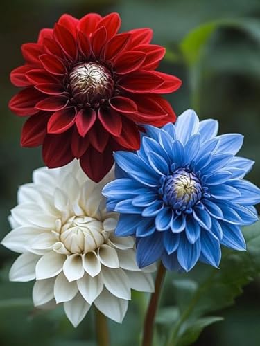 Dahlie Rhizome/pflegeleicht/Trockenheitsresistent und kälteresistent///-【CXXFGFT】-4 Rhizome-A Dahlie Rhizome/pflegeleicht/Trockenheitsresistent und kälteresistent///-【CXXFGFT】-4 Rhizome-A von CXXFGFT