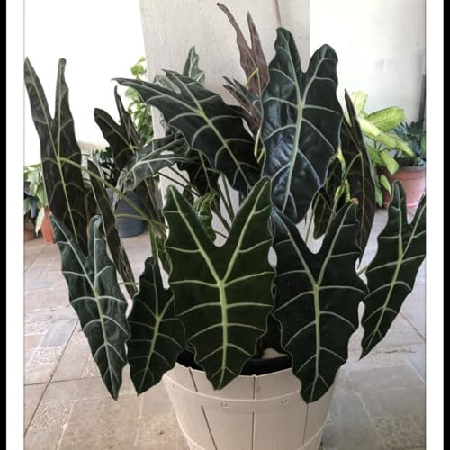 Elefantenohr Rhizome/pflegeleicht/Trockenheitsresistent und kälteresistent/großblättrig////【CXXFGFT】-10 Rhizome-C von CXXFGFT