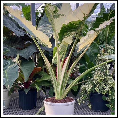 Elefantenohr Rhizome/pflegeleicht/Trockenheitsresistent und kälteresistent/großblättrig////【CXXFGFT】-8 Rhizome-A Elefantenohr Rhizome/pflegeleicht/Trockenheitsresistent und kälteresistent/großblättrig////【CXXFGFT】-8 Rhizome-A von CXXFGFT