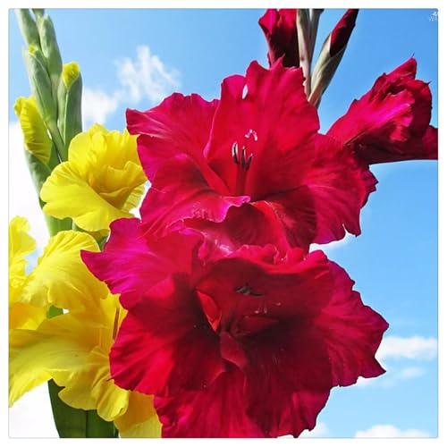 Gladiole Rhizome/Trockenheitsresistent und kälteresistent/pflegeleicht/【CXXFGFT】-15 Rhizome-E von CXXFGFT