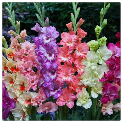 Gladiole Rhizome/pflegeleicht//Trockenheitsresistent und kälteresistent/【CXXFGFT】-15 Rhizome-A Gladiole Rhizome/pflegeleicht//Trockenheitsresistent und kälteresistent/【CXXFGFT】-15 Rhizome-A von CXXFGFT