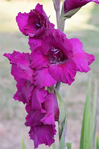 Gladiolenwurzel – Einzigartige Schönheit – Mehrjährig – Pflegeleicht – Kälte- und Trockenheitsresistent(CXXFGFT)-5 zwiebeln-C von CXXFGFT