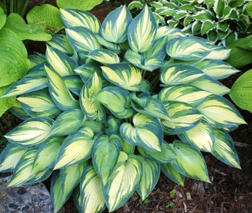 Hosta-Rhizome/Schöne Schnittblume/Hosta-Zwiebeln/Fleißige, mehrjährige Pflanze/Geeignet zum Anpflanzen im Innen- und Außenbereich des Gartens/(CXXFGFT)-6 Zwiebeln-B von CXXFGFT