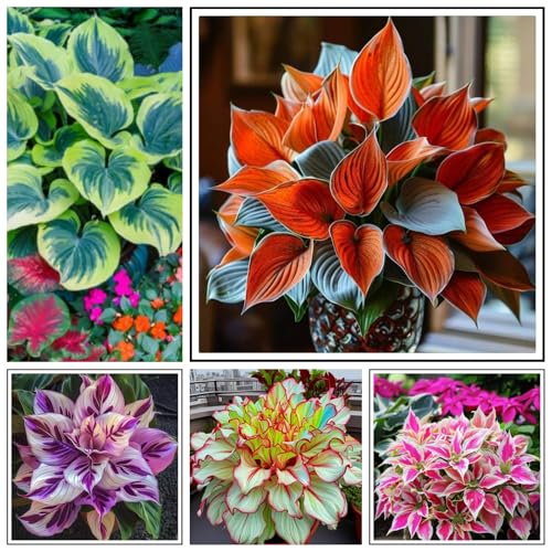 Hosta Rhizome/Trockenheitsresistent und kälteresistent/pflegeleicht/-10 Rhizome-A Hosta Rhizome/Trockenheitsresistent und kälteresistent/pflegeleicht/-10 Rhizome-A von CXXFGFT