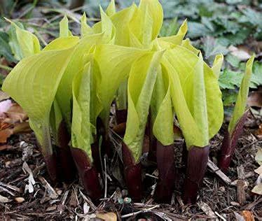 Hosta Rhizome/pflegeleicht/Trockenheitsresistent und kälteresistent///-【CXXFGFT】-15 Rhizome-C Hosta Rhizome/pflegeleicht/Trockenheitsresistent und kälteresistent///-【CXXFGFT】-15 Rhizome-C von CXXFGFT