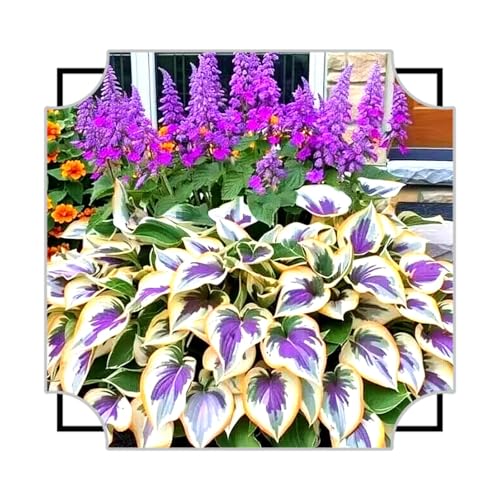 Hosta Rhizome/pflegeleicht/Trockenheitsresistent und kälteresistent/【CXXFGFT】-15 Rhizome-E Hosta Rhizome/pflegeleicht/Trockenheitsresistent und kälteresistent/【CXXFGFT】-15 Rhizome-E von CXXFGFT