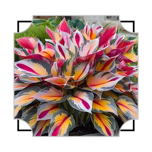 Hosta Rhizome/pflegeleicht/Trockenheitsresistent und kälteresistent///-【CXXFGFT】-8 Rhizome-B von CXXFGFT