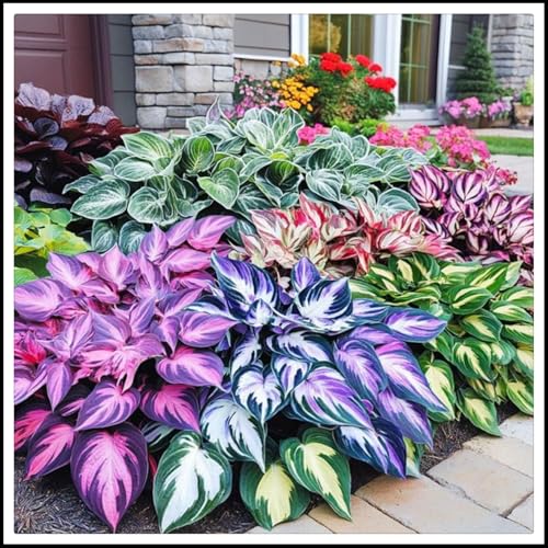 Hosta-Wurzel/einzigartige Schönheit/mehrjährig/pflegeleicht/winterhart und trockenheitsresistent/(CXXFGFT)-4 Zwiebeln-A von CXXFGFT