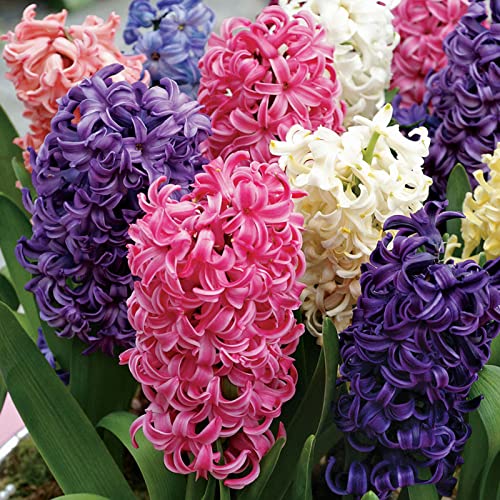 Hyazinthenzwiebeln/Winterharte Staude/Geeignet zum Pflanzen im und um den Garten/Schöne Schnittblumen/Hyazinthenpflanzen/CXXFGFT-5 zwiebeln-A Hyazinthenzwiebeln/Winterharte Staude/Geeignet zum Pflanzen im und um den Garten/Schöne Schnittblumen/Hyazinthenpflanzen/CXXFGFT-5 zwiebeln-A von CXXFGFT