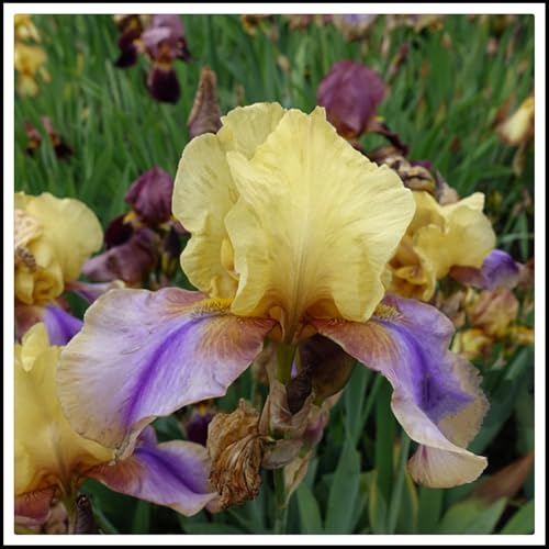 Iris Rhizome/pflegeleicht/Trockenheitsresistent und kälteresistent/【CXXFGFT】-10 Rhizome-D von CXXFGFT