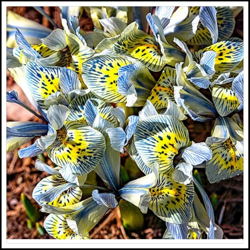 Iris Rhizome/pflegeleicht/Trockenheitsresistent und kälteresistent///-【CXXFGFT】-15 Rhizome-C von CXXFGFT