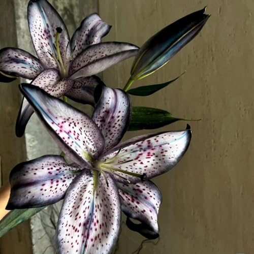 Lilien Rhizome/pflegeleicht/Trockenheitsresistent und kälteresistent///-【CXXFGFT】-2 Rhizome-C Lilien Rhizome/pflegeleicht/Trockenheitsresistent und kälteresistent///-【CXXFGFT】-2 Rhizome-C von CXXFGFT