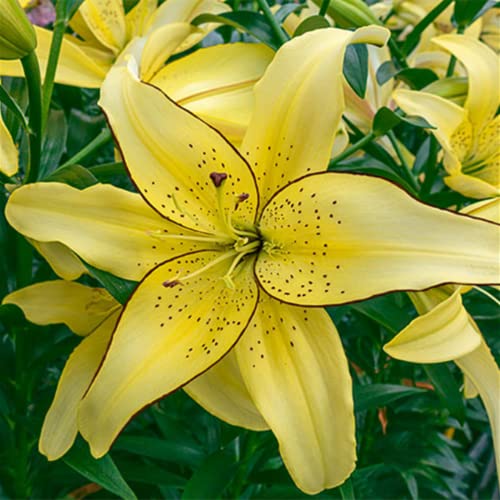 Lilien Rhizome/pflegeleicht/Trockenheitsresistent und kälteresistent/【CXXFGFT】-4 Rhizome-D Lilien Rhizome/pflegeleicht/Trockenheitsresistent und kälteresistent/【CXXFGFT】-4 Rhizome-D von CXXFGFT