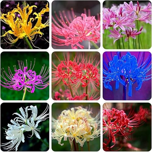Lycoris Rhizome/pflegeleicht/Trockenheitsresistent und kälteresistent/【CXXFGFT】-10 Rhizome-A Lycoris Rhizome/pflegeleicht/Trockenheitsresistent und kälteresistent/【CXXFGFT】-10 Rhizome-A von CXXFGFT