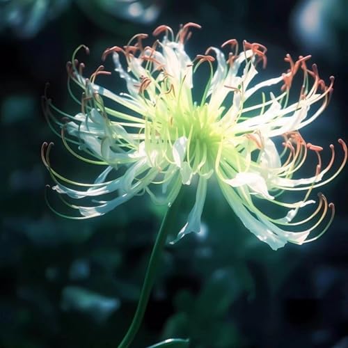 Lycoris Rhizome/pflegeleicht/Trockenheitsresistent und kälteresistent///-【CXXFGFT】-4 Rhizome-C Lycoris Rhizome/pflegeleicht/Trockenheitsresistent und kälteresistent///-【CXXFGFT】-4 Rhizome-C von CXXFGFT