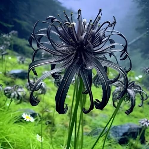 Lycoris Rhizome/pflegeleicht/Trockenheitsresistent und kälteresistent/【CXXFGFT】-8 Rhizome-E von CXXFGFT