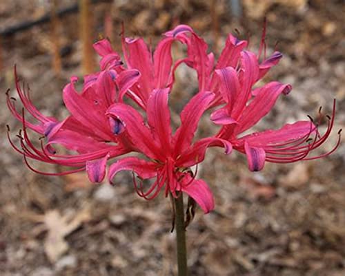 Lycoris-Wurzel/Einzigartige Schönheit/Mehrjährig/Pflegeleicht/Kälte- und Trockenheitsresistent/(CXXFGFT)-2 Zwiebeln-B von CXXFGFT