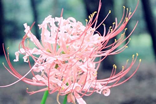 Lycoris-Zwiebeln/Geeignet zum Pflanzen im und außerhalb des Gartens/Lycoris-Pflanzen/Kältebeständige mehrjährige Pflanze/Schöne Schnittblumen/CXXFGFT-2 Zwiebeln-B Lycoris-Zwiebeln/Geeignet zum Pflanzen im und außerhalb des Gartens/Lycoris-Pflanzen/Kältebeständige mehrjährige Pflanze/Schöne Schnittblumen/CXXFGFT-2 Zwiebeln-B von CXXFGFT